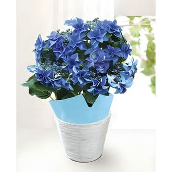 【母の日限定 生花】色移りアジサイ鉢植え フェアリーアイ ブルー