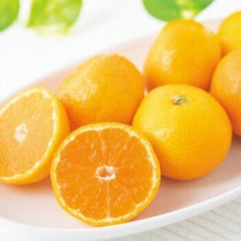 和歌山県産とん吉のみかん（5kg）