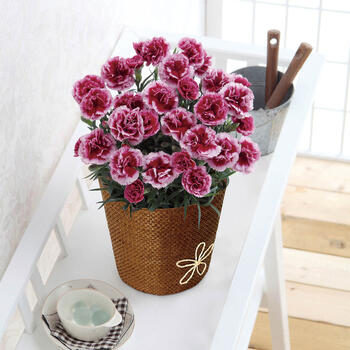 【生花】カーネーション・プラムタルト5号