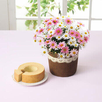 【生花】バウムクーヘンとマーガレット鉢植え「さくらべーる」5号のセット