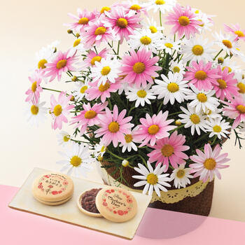 【生花】母の日オリジナルプリント最中とマーガレット鉢植え5号のセット