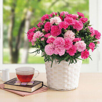 【生花】カーネーション鉢植え「ホットハート」５号