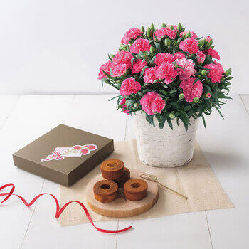 【生花】カーネーション鉢植え「ホットハート」5号＆焦がしキャラメルがしみ込んだバーム