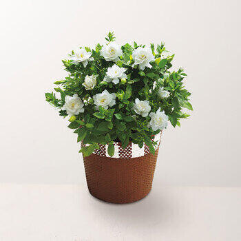 【生花】ガーデニア鉢植え