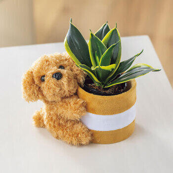 【生花】プードルポットサンスベリアハニーイエロー