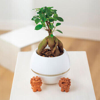 【生花】ガジュマルシーサー丸鉢5号鉢