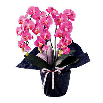 ミニ胡蝶蘭三本立ち（アーティフィシャルフラワー） minipo-dl