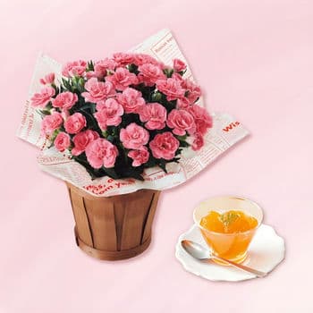 【母の日限定 生花】カーネーション鉢植え「オスカーピンク」４号と夕張メロンゼリーのセット