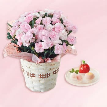 【母の日限定 生花】カーネーション鉢植え「バンビーノ」４号とあまおうぷるるんのセット