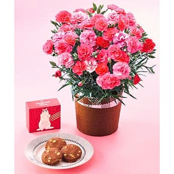 【母の日限定 生花】カーネーション鉢植え「さくらもなか」５号とＣＡＣＡＯＣＡＴ Ｂａｋｅ ストロベリーのセット