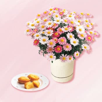 【母の日限定 生花】マーガレット鉢植え「ストロベリーホイップ」５号とザ・スウィーツ 蜜フィナンシェのセット